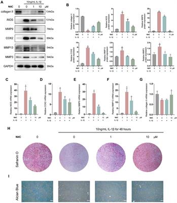 Nitidine Chloride Alleviates Inflammation and Cellular Senescence in Murine Osteoarthritis Through Scavenging ROS